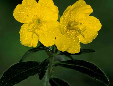 Kentucky Native Plant and Wildlife: Plant of the Week: Sundrops ...