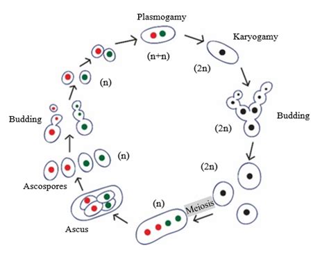 Identification Of Ascomycetes: The Sac Fungi : Plantlet