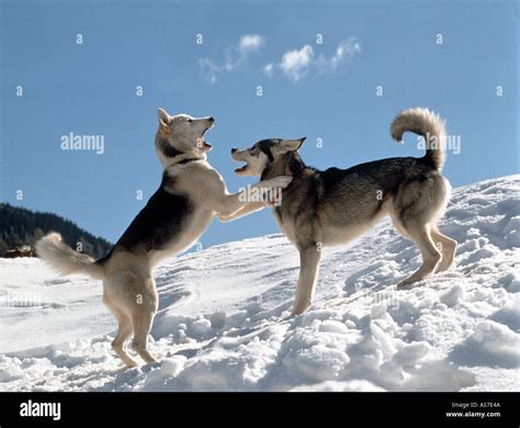 two Siberian Huskies - playing in snow Stock Photo - Alamy