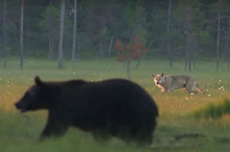 Wolf and Bear Square Off in Battle of Apex Predators - Wide Open Spaces