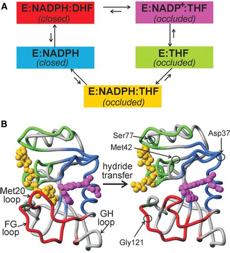 The Dynamic Energy Landscape of Dihydrofolate Reductase Catalysis | Science