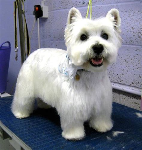 Westie Haircut Pictures | Westies | Pinterest | Haircuts, Pictures and Haircut pictures