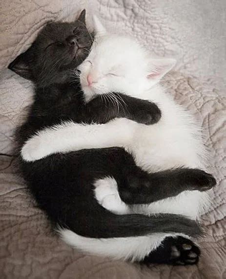 18 Incredibly Cute Pictures of Cuddling Cats