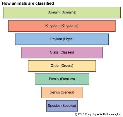 biological classification - Kids | Britannica Kids | Homework Help