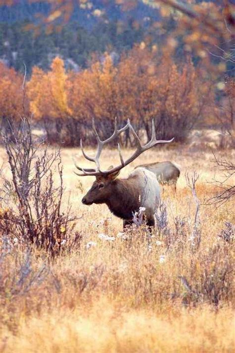 Elk co | Elk hunting, Wild animals pictures, Animals wild