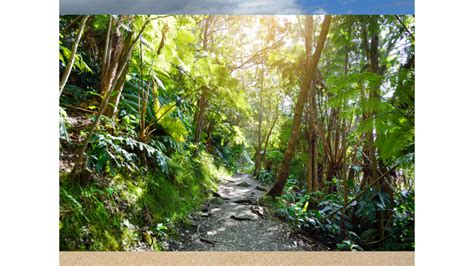 The Best Hikes around Volcanoes National Park | Kona Vacation Rentals