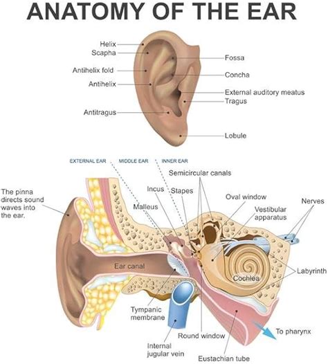 Anatomy of The Human Ear Diagram Chart Cool Wall Decor Art Print Poster ...