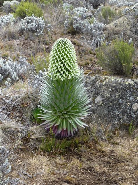 The Magnificent Flora of Kilimanjaro | SENE