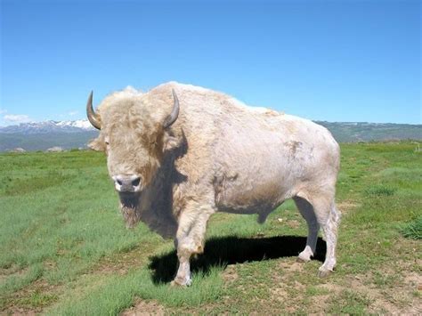 White buffalo - Alchetron, The Free Social Encyclopedia