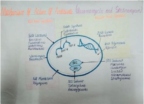 Pharmacology of Drugs: Paromomycin and Spectinomycin-Mechanism of action