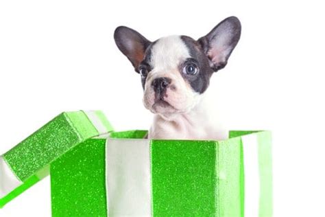 14 great dog owner gifts: books, poop bags, first-aid kit