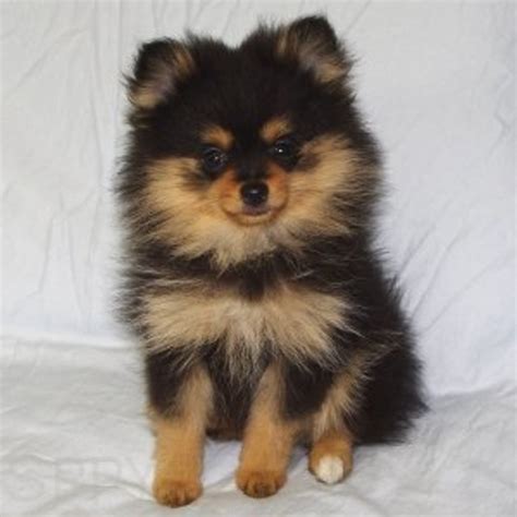 The Top 10 Cutest Mixed Dog Breeds | PetHelpful