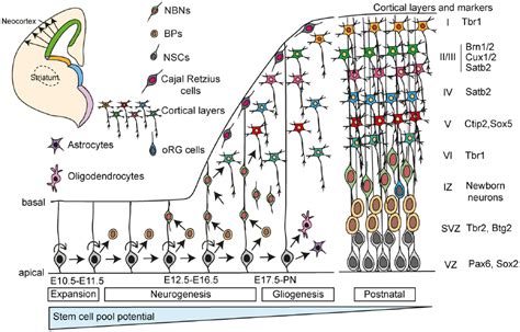 Cerebral Cortex Layers