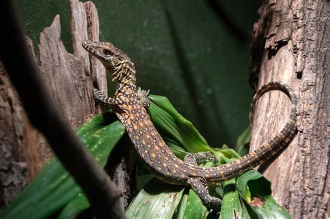 Six endangered Komodo Dragons hatchlings join the Bronx Zoo family | amNewYork