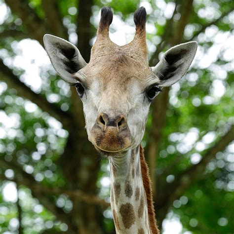 Giraffe - Singapore Zoo