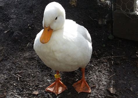 The Best Duck Breeds You Can Keep As Pets - AnimalStart