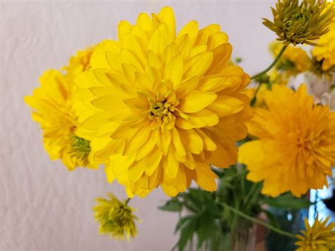 Golden Glow, a fantastic, perennial, easy to grow cutting flower