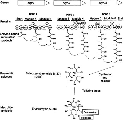 The modular erythromycin polyketide synthase and the ' assembly-line ...