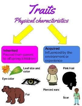 Inherited And Acquired Traits Practice Questions | Quizizz