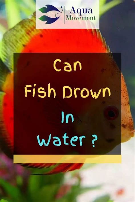 Can Fish Drown In Water? The Surprising Facts | Aqua Movement