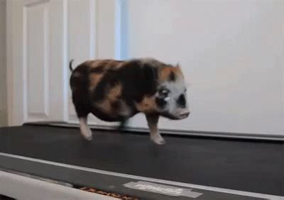 Exercise GIF - Pig Pigs Piggy - Discover & Share GIFs