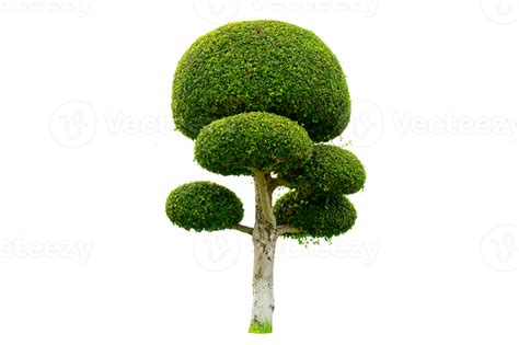 Tree Shrub Garden Decoration White Background png 11911702 PNG