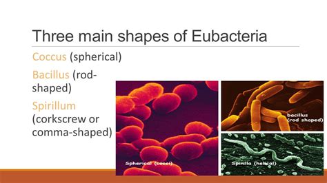 Eubacteria Shapes