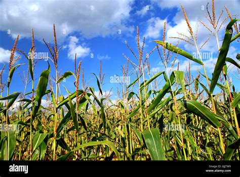 field harvest farm Stock Photo - Alamy
