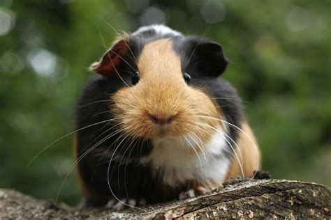 Things to Consider Before Getting a Guinea Pig | HubPages