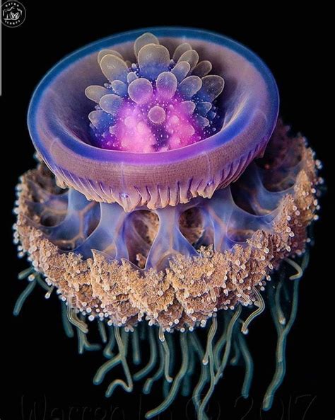 A Crown Jellyfish. Red Sea near Hurghada Egypt. Photo: Warren Lo. #nature #Photography #Makeup # ...