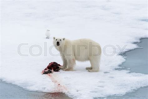 Polar bear eating seal on pack ice | Stock image | Colourbox