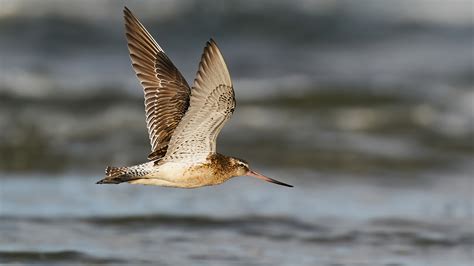 Bar Tailed Godwit Migration