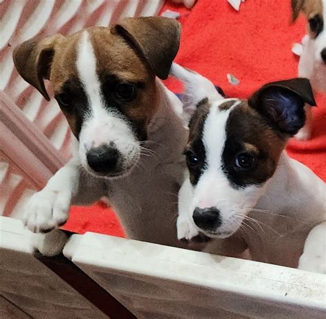 Jack Russell Terrier Puppies For Sale | Leesburg, FL #509482