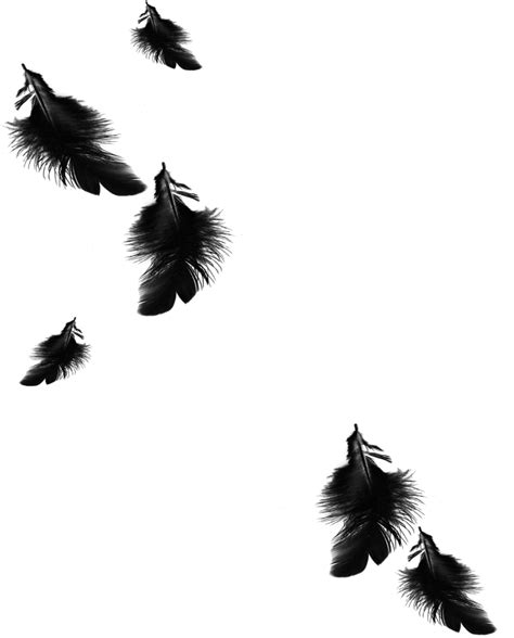 Black Feathers Png Free Transparent Png Download Pngkey | Images and ...