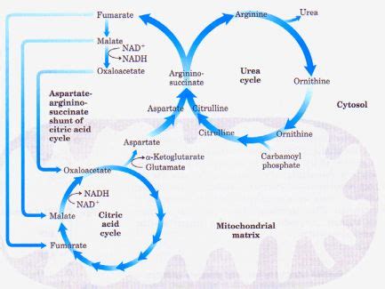 Urea Cycle and Defects with Mnemonics | Epomedicine