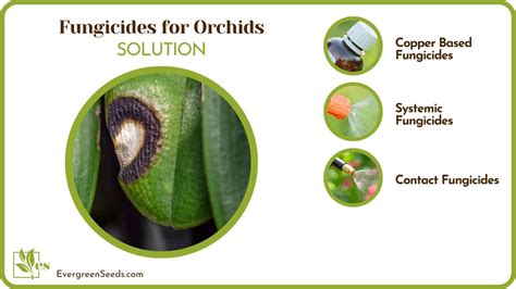 Fungicides for Orchids: Common Diseases and Their Causes - Evergreen Seeds