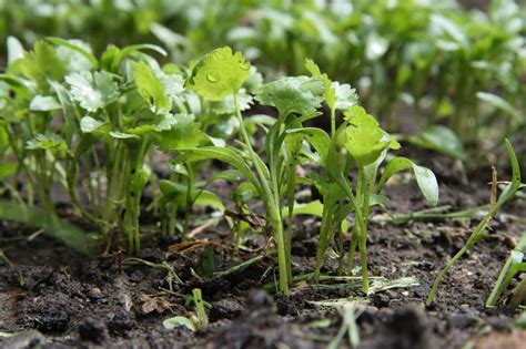 Cilantro seedlings - lokasiner