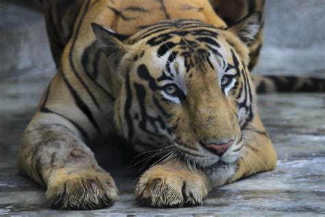 India's tiger population rises to nearly 3,000