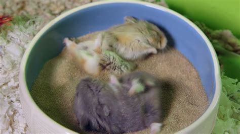 Cute Hamsters GO CRAZY in sand bath - YouTube