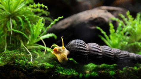 Aquarium snails- are they good or bad?