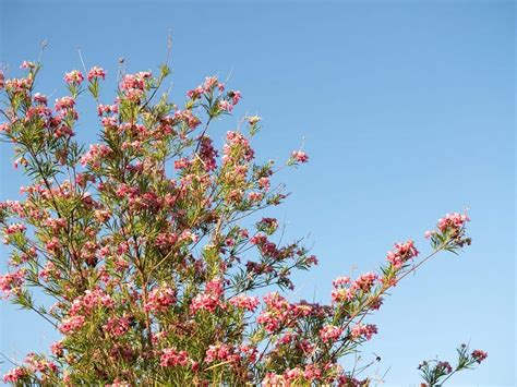 5 Varieties Of Desert Willow To Beautify Your Yard