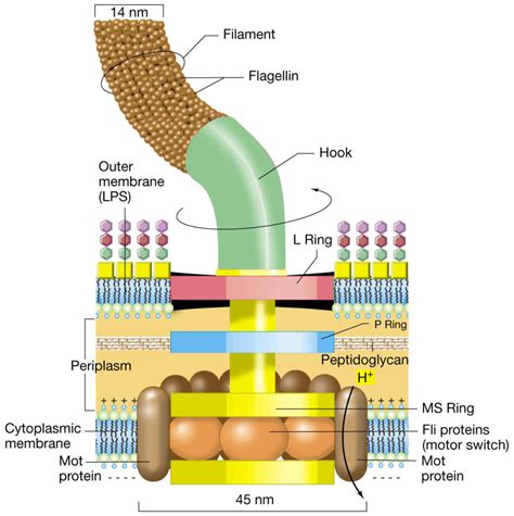 Scienze Infermieristiche e Corso OSS. Lezione n. 43, modulo n. 19: Batteri - daddydoctorgym.com