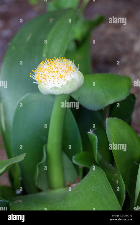 Haemanthus albomaculatus hi-res stock photography and images - Alamy
