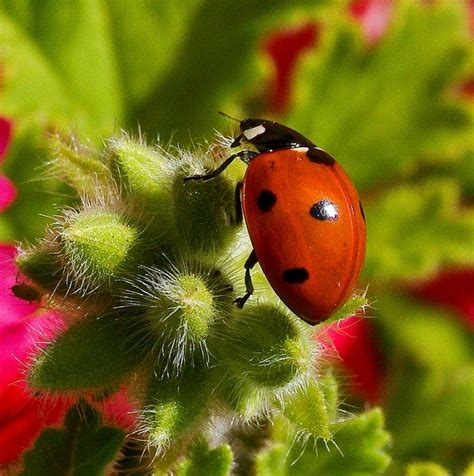 26 Plants that Attract Ladybugs