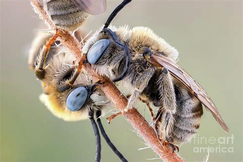 Long Horned Bees Photograph by Ozgur Kerem Bulur/science Photo Library ...