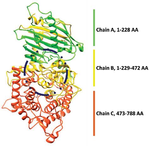 3D structure of a-glucosidase enzyme. | Download Scientific Diagram