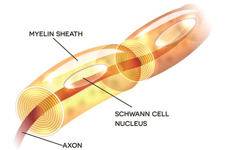 Strengthen Myelin Sheath: Harnessing Nature's Best for Optimal Nerve ...