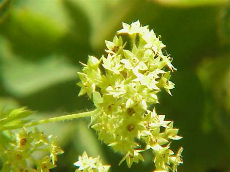 The Organic Gardener: Lady's Mantle Flower