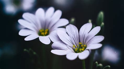 Wallpaper stellaria, flowers, macro, petals hd, picture, image