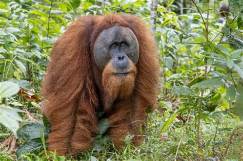 Discover The Tapanuli Orangutan and Their Fight for Survival